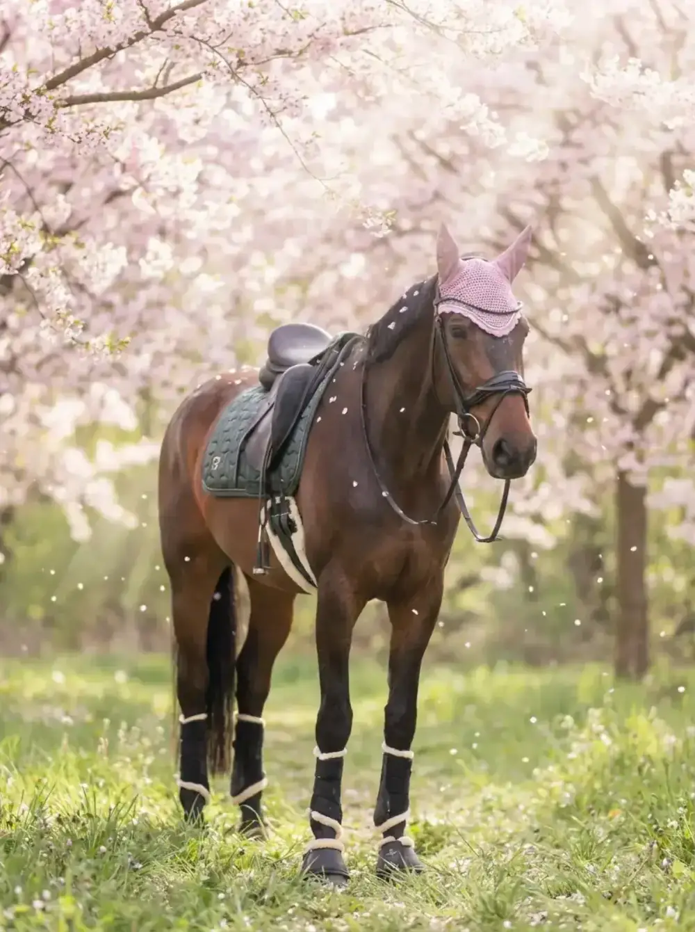 Braunes Warmblut unter Kirschblüten im Frühling