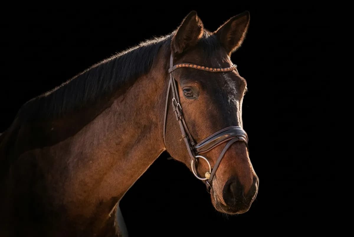 Braunes Warmblut im Studio-Portrait vor schwarzem Hintergrund