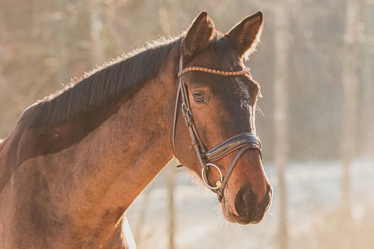 Unsere Stute Blossi — Portrait in der goldenen Stunde