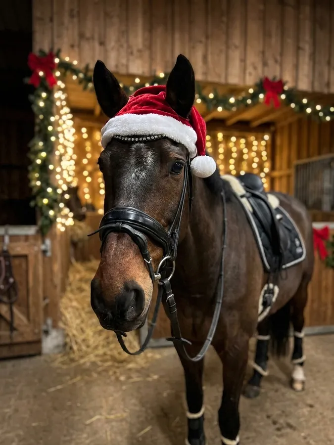 Braunes Pferd mit Weihnachtsmütze im festlich geschmückten Stall