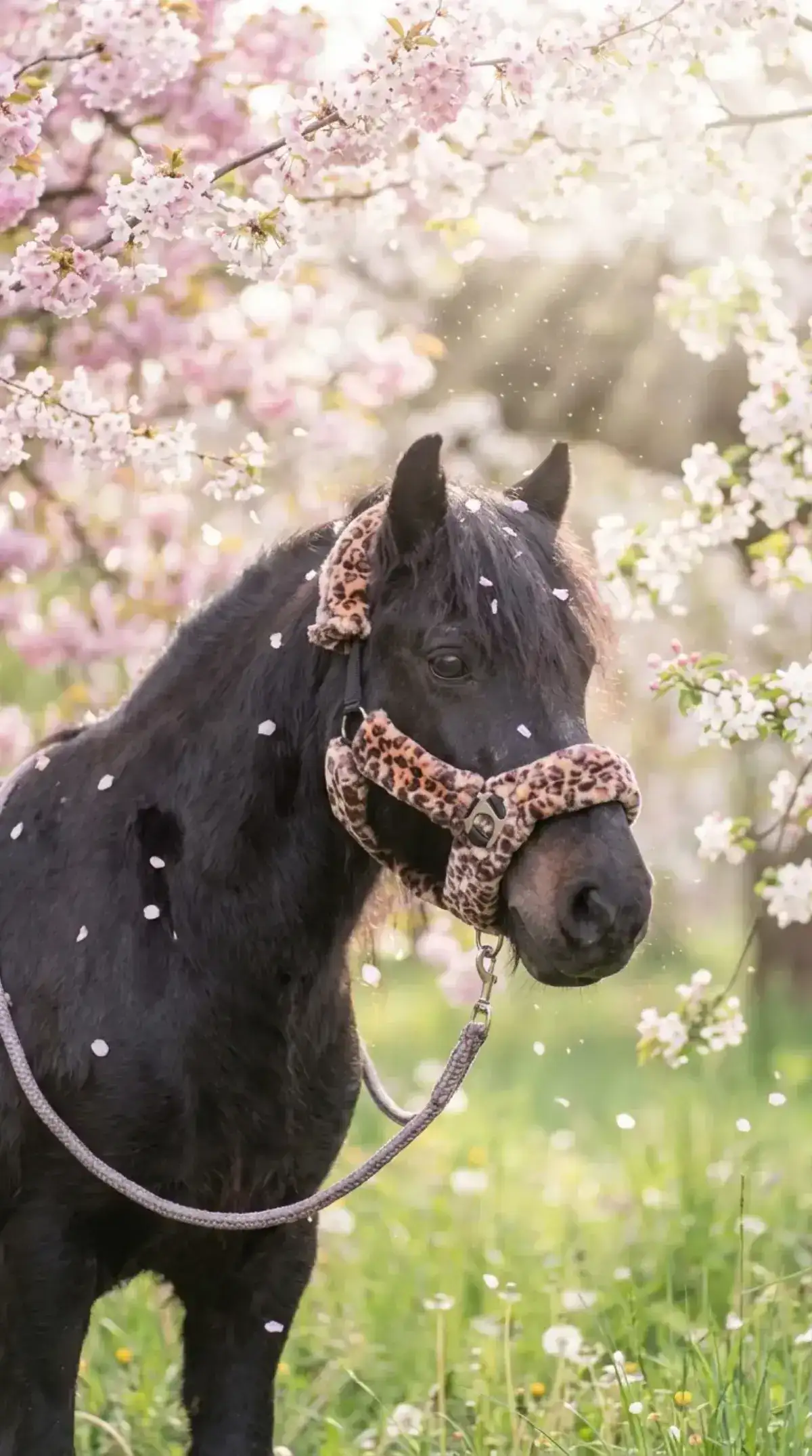 Frühlingsblüte – Dunkles Pony mit Leopard-Halfter unter rosa Kirschblüten